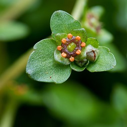 Chrysosplenium americanum (American golden saxifrage)